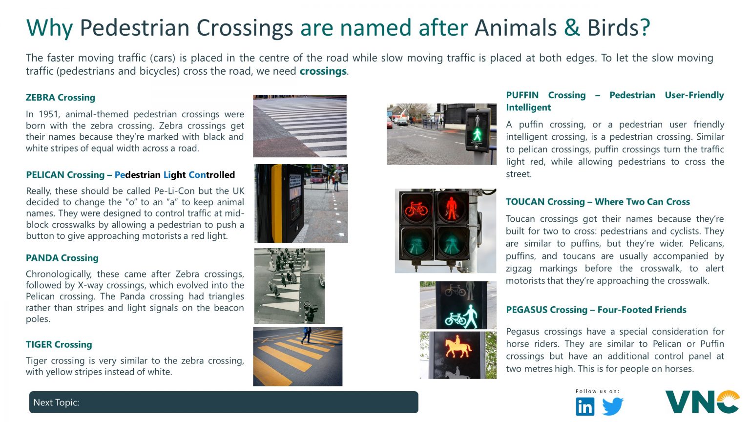 why-pedestrian-crossings-are-named-after-animals-birds